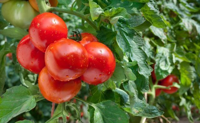 请教一下，番茄只开花不结果，有什么办法让番茄结能更多的果？