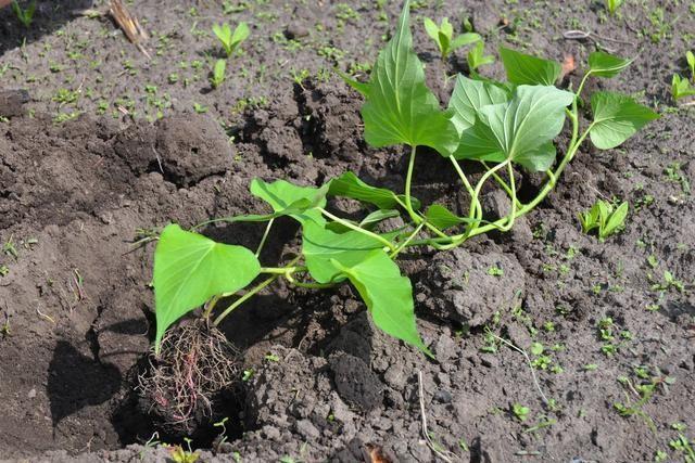 红薯是单行种植产量高，还是双行种植产量高？