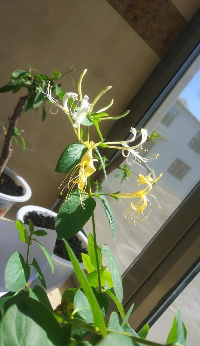 有老人的家庭，适宜种植什么样的花草，要如何选择呢？
