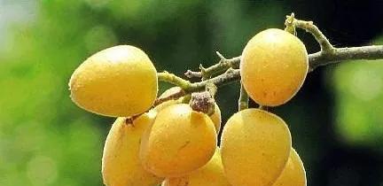 最甜的黄皮果品种是什么？