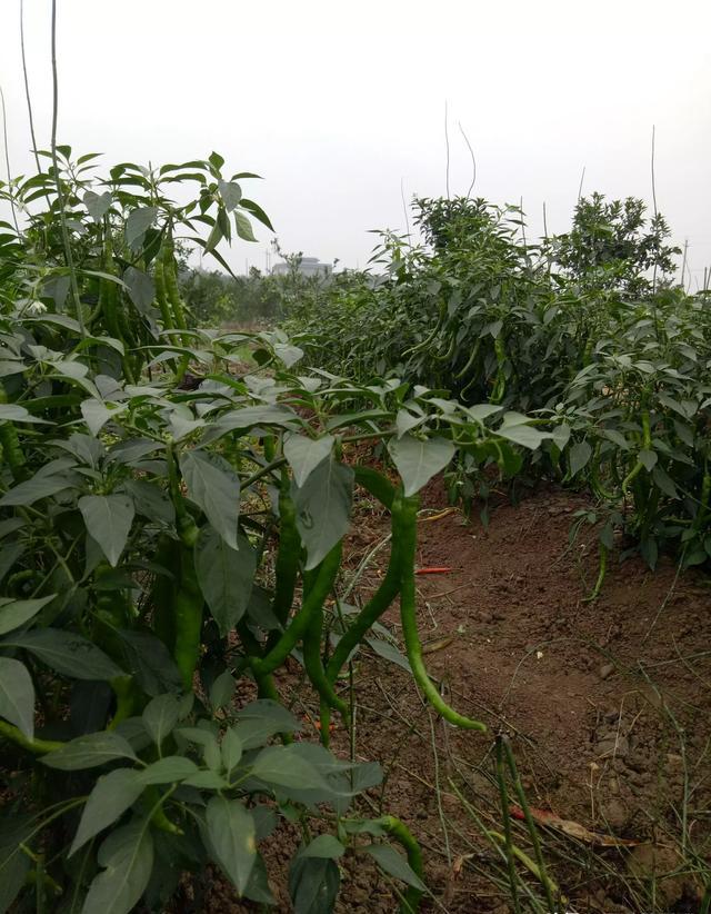 为什么现在农村人都吃自己用农家肥种植的瓜果蔬菜和粮食？