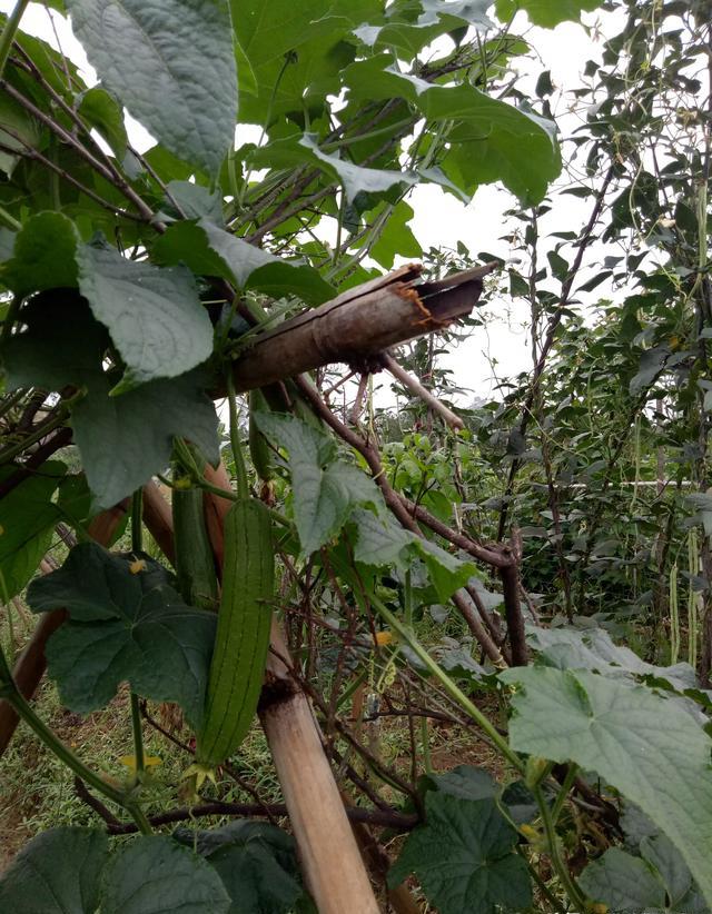 为什么现在农村人都吃自己用农家肥种植的瓜果蔬菜和粮食？