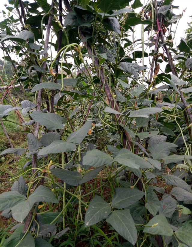 为什么现在农村人都吃自己用农家肥种植的瓜果蔬菜和粮食？