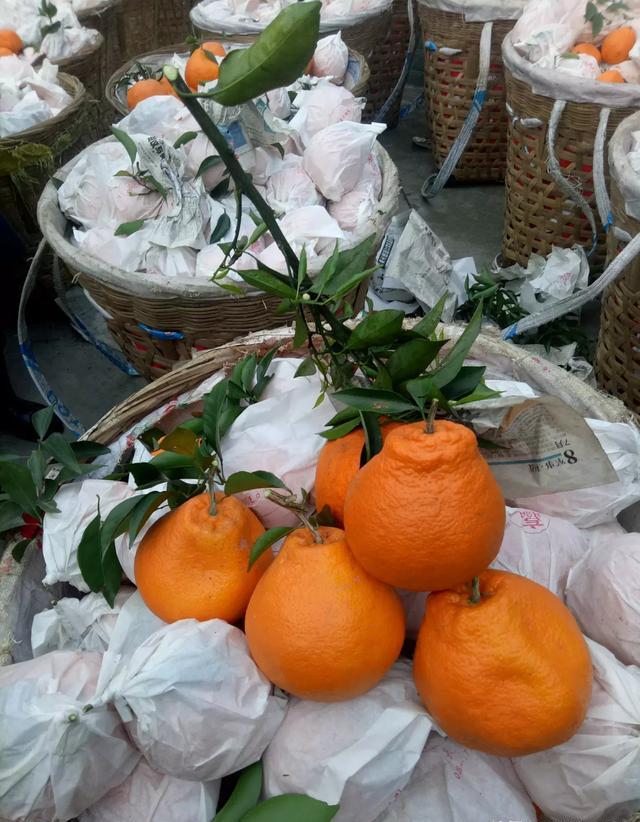 大元素颗粒水溶肥在柑橘上如何使用？