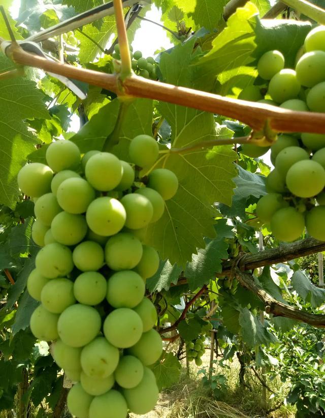 葡萄生长需要什么肥料？