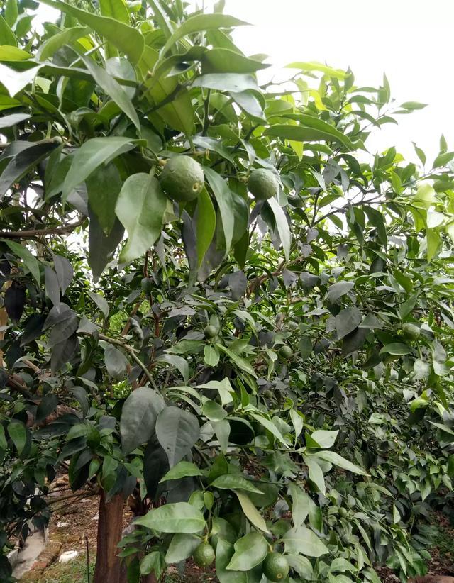 果树进入膨果期，高温干旱天气怎么管理呢？