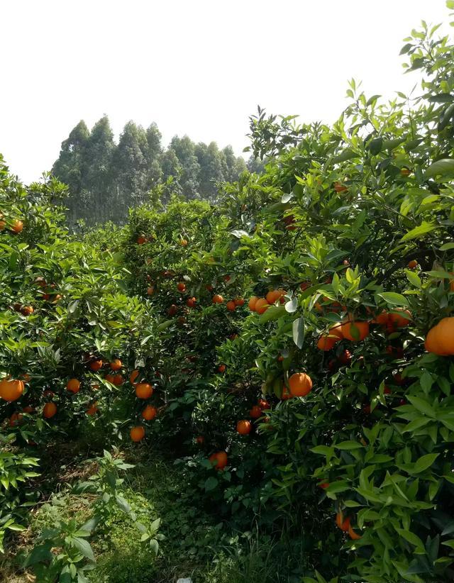 三年的橙树夏天需要施肥吗？