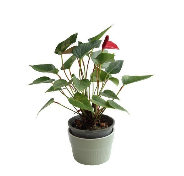 红掌的催花方法？