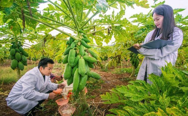 第一次种水果木瓜，为什么只见开花不结果，求结果妙方？