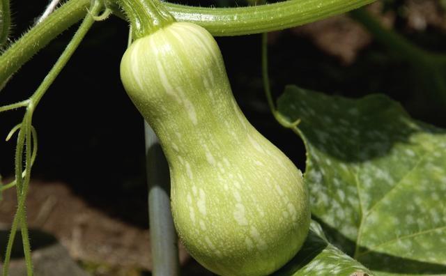 种植的南瓜已经开花，但是落花罗果严重，如何防治？