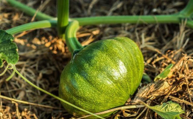 种植的南瓜已经开花，但是落花罗果严重，如何防治？