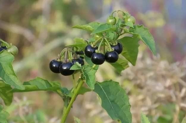 在地头，有一些紫色的小茄子，是什么植物像？