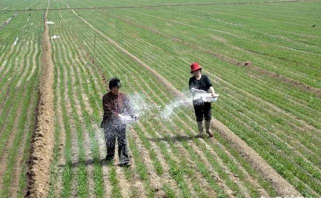 刚刚施用肥料后就下雨放水，肥料一定会流失掉吗？