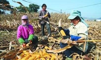 今年新玉米多少钱出手不亏钱？
