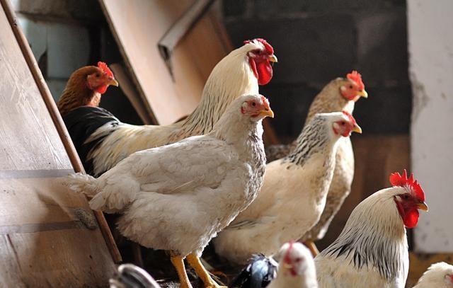 下半年的鸡价行情会涨吗？