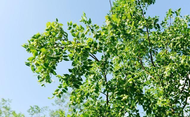 种了几年的枣子树为什么只开花不结果实？
