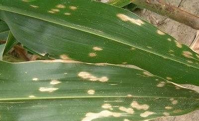 玉米叶子有白点是什么病，怎么防治？