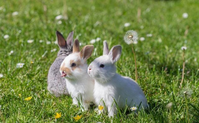 农村的野兔受保护以后会不会多的无法控制？