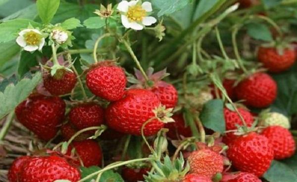 露天草莓几月份成熟 适合种植在什么样的土壤