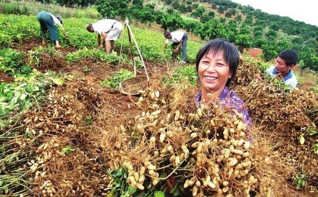 种花生为什么要用水泥做肥料？