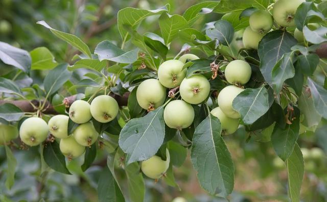 今日芒种，农村种植的果树近期的管理要点有哪些？