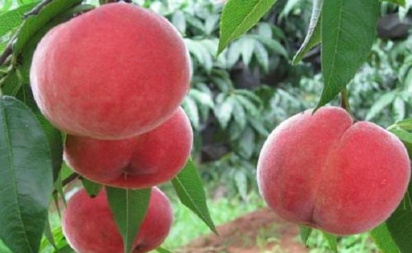 桃子有多少种 桃子的经常遇见品种有哪些