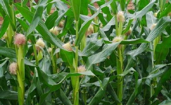 玉米苗期病虫害防治方法 玉米烂心怎么办