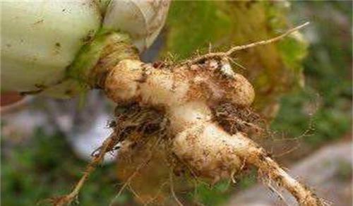 花菜根系起“瘤”，请问是什么原因导致的？
