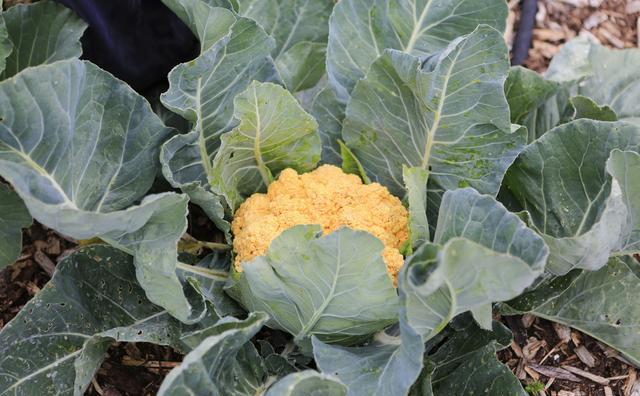 花菜根系起“瘤”，请问是什么原因导致的？
