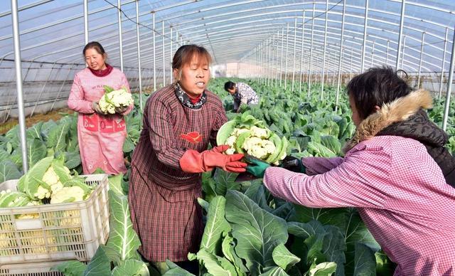 花菜根系起“瘤”，请问是什么原因导致的？