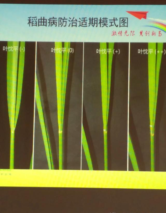 怎样判断水稻破口前5到7天？（水稻防治稻曲病）？