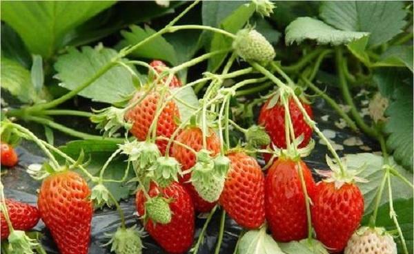 现在多少钱一斤 202一年草莓价钱如何