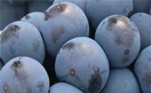 2021种什么葡萄好 公认口感好的葡萄品种