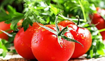番茄养殖方法 番茄定植后怎么蹲苗