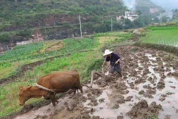 “立夏不摇扇，急煞庄稼汉”“立夏天气凉，麦子收的强”，信谁？