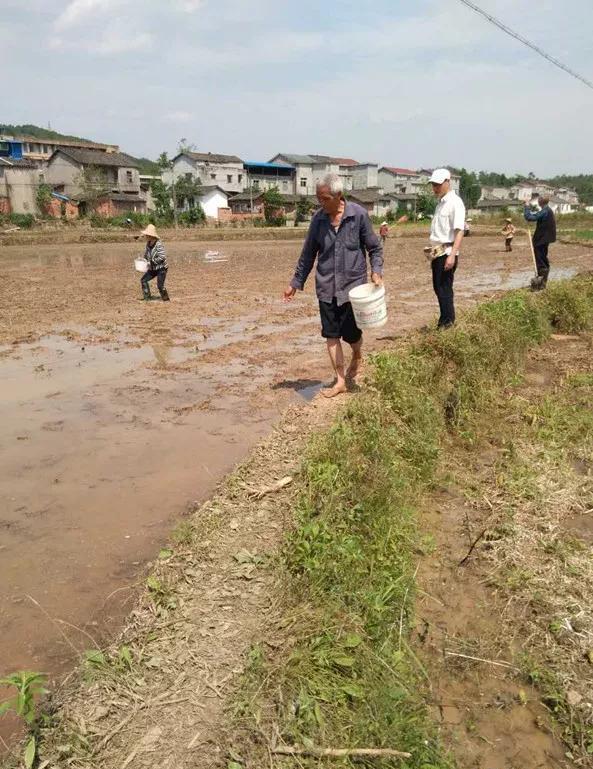 水稻为什么要育秧而不是直接把种子扔稻田？