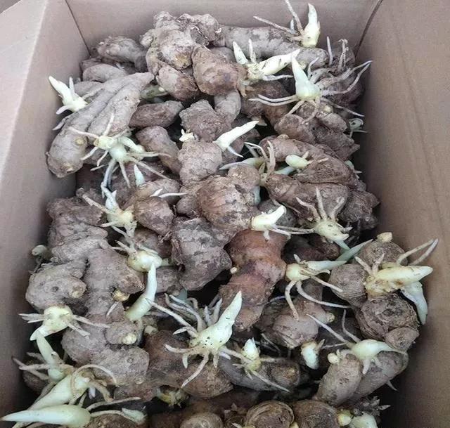 生姜如何种植成盆栽？