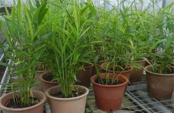 生姜如何种植成盆栽？