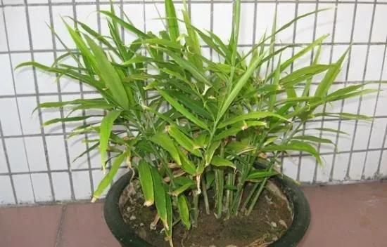 生姜如何种植成盆栽？