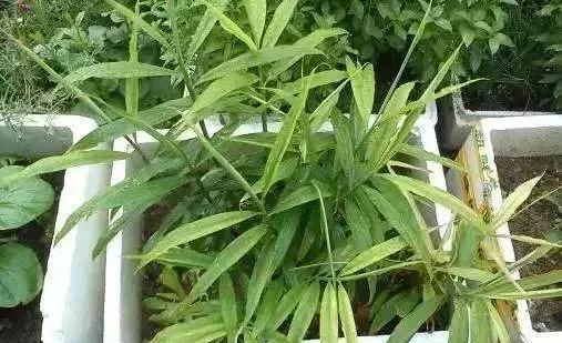 生姜如何种植成盆栽？