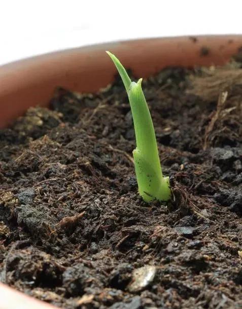 生姜如何种植成盆栽？