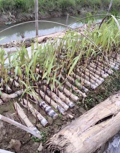 甘蔗是怎么种植的？是用种子还是用块茎？