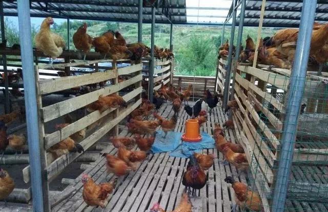 在南沙包了几亩地，想养鱼，鸡鸭鹅，种点青菜，又不知道怎么打理？