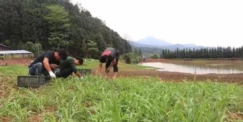 在南沙包了几亩地，想养鱼，鸡鸭鹅，种点青菜，又不知道怎么打理？
