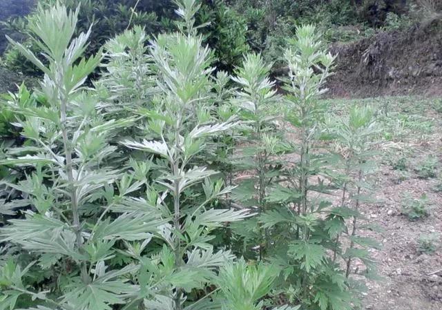 艾蒿究竟应该阴干还是晒干？为什么？
