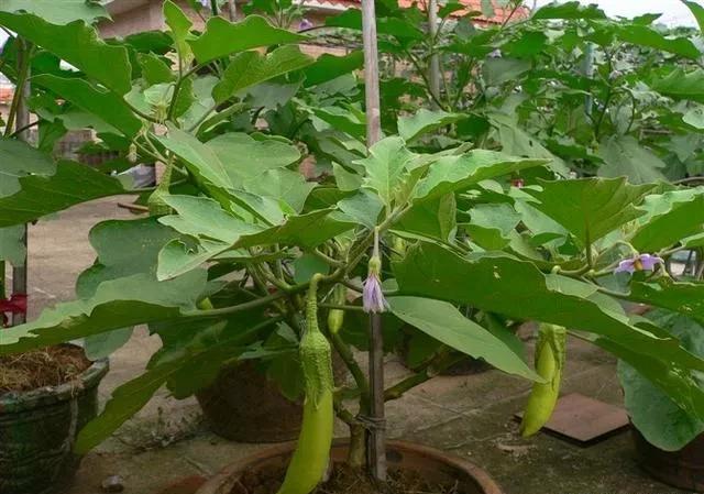 农村的水泥房楼顶可以用来种菜吗？
