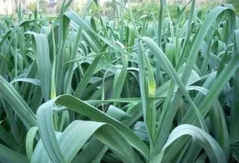 大蒜种植后可不可以施用农家肥？