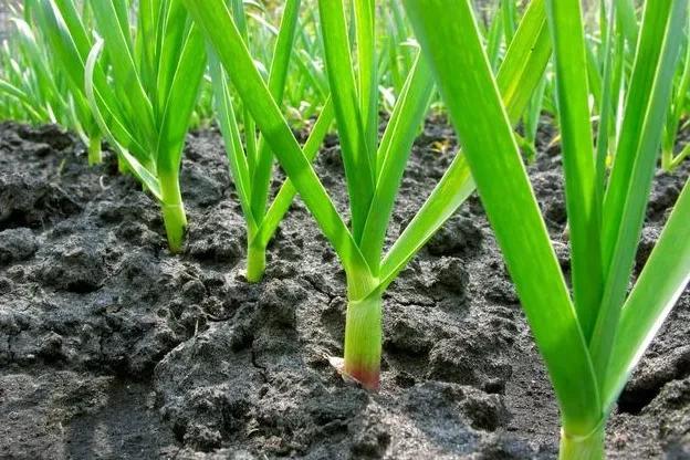 大蒜种植后可不可以施用农家肥？