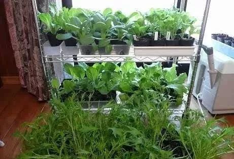 农村的水泥房楼顶可以用来种菜吗？