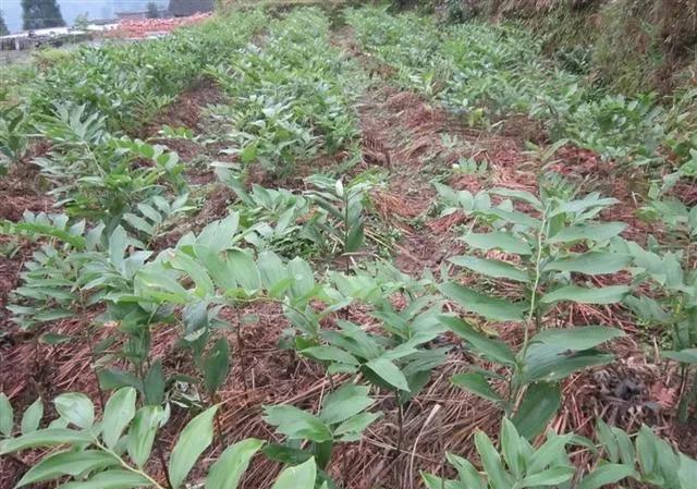 现在种植什么药材能够赚钱？